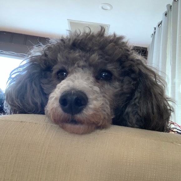 Melody Eighthsense - Picture 4 of 8